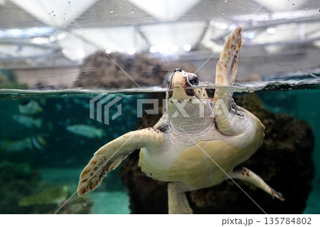 アカウミガメ 135784802