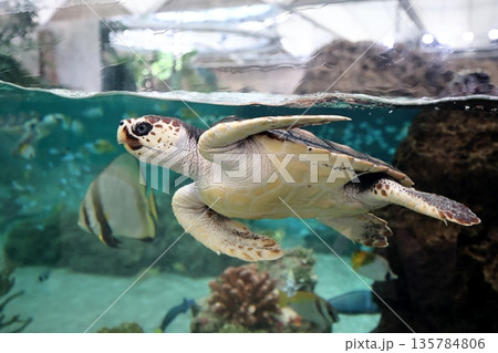 アカウミガメ アカウミガメ 135784806