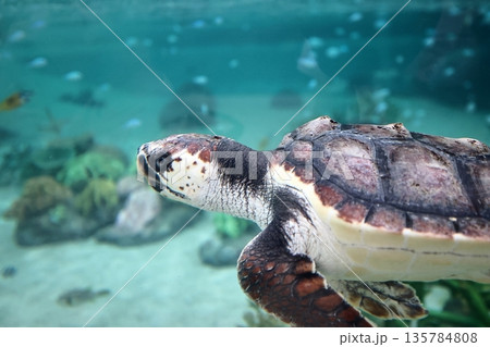 アカウミガメ アカウミガメ 135784808
