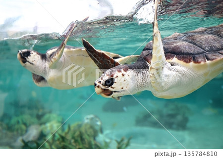 アカウミガメ 135784810