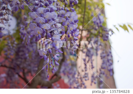 美しく咲き誇る薄紫色の藤の花のクローズアップ 美しく咲き誇る薄紫色の藤の花のクローズアップ 135784828