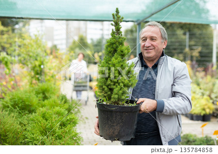 Cheerful elderly man in casual clothes holding pot with Cupressus Goldcrest Wilma during shopping in bazaar Cheerful elderly man in casual clothes holding pot with Cupressus Goldcrest Wilma during shopping in bazaar 135784858