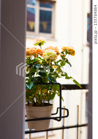 rose bush in a flower pot on balkon during the rain rose bush in a flower pot on balkon during the rain 135784864