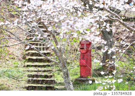 桜と丸い赤ポスト 桜と丸い赤ポスト 135784928