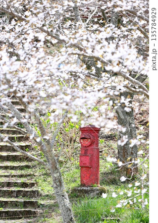 桜と丸い赤ポスト 135784929