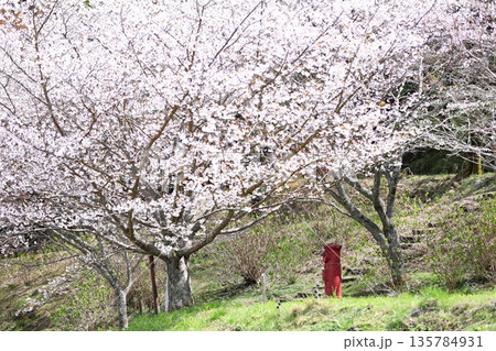 桜と丸い赤ポスト 桜と丸い赤ポスト 135784931