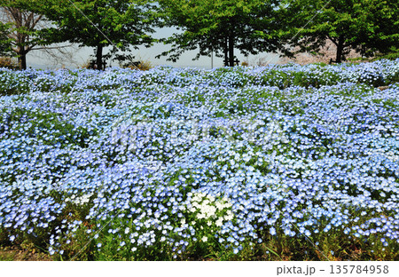 戸田川緑地の春 135784958