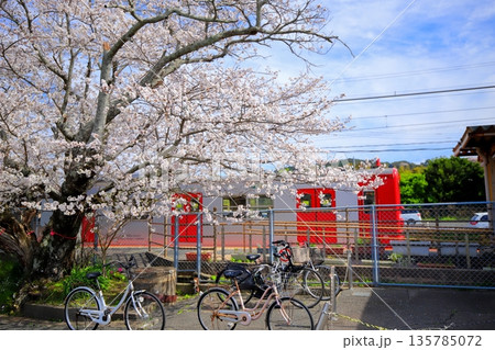 桜　電車　糸島市　一貴山駅 135785072