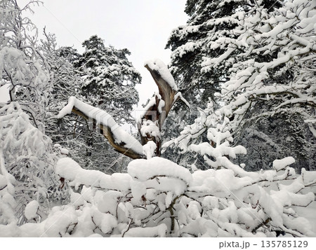 In the snow-covered forest, an old tree stands out like a wooden statue. 135785129