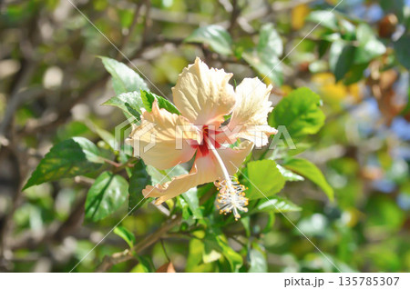 Chinese rose or Hibiscus or Hibiscus rosa sinensis or Hibisceae or Malvaceae , white hibiscus or cream hibiscus 135785307
