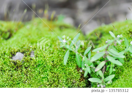 Green moss or bryophyta, moss on the rock 135785312