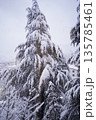 越後湯沢　雪を被った樹木 135785461