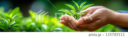 Human hands holding green plant symbolizing environmental care. Hands holding green plant representing environmental care and sustainability 135785511