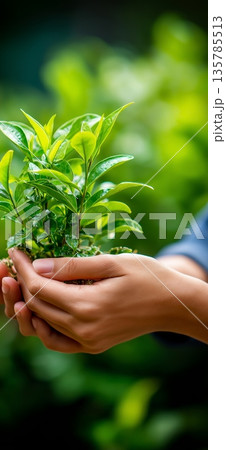 Human hands holding green plant symbolizing environmental care. Hands holding green plant representing environmental care and sustainability 135785513