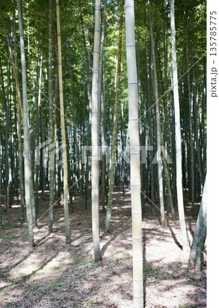 冬の日差しを浴びる竹林 135785775
