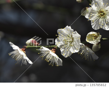 暗い背景に美しく連なって咲く白梅の花と繊細な雄しべ 135785812
