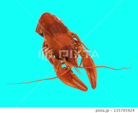 freshly brewed red crayfish, on a blue background freshly brewed red crayfish, on a blue background 135785924