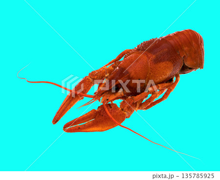 freshly brewed red crayfish, on a blue background 135785925