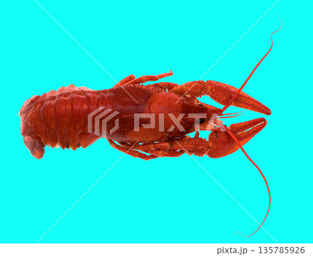 freshly brewed red crayfish, on a blue background 135785926