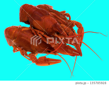 freshly brewed red crayfish, on a blue background freshly brewed red crayfish, on a blue background 135785928
