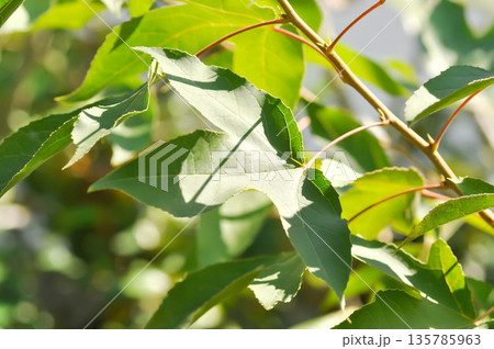 maple leaf, maple leaves or green leaf or Acer saccharum Marsh 135785963
