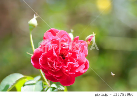 briosa rose , red rose or Garden roses , zaide rose or William Christie Rose or Mary Rose or Rosa damascena Mill or Rose or Damask rose or Rosaceae briosa rose , red rose or Garden roses , zaide rose or William Christie Rose or Mary Rose or Rosa damascena Mill or Rose or Damask rose or Rosaceae 135785966