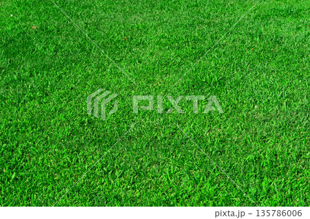 Green lawn, grass in the park area, texture, background Green lawn, grass in the park area, texture, background 135786006
