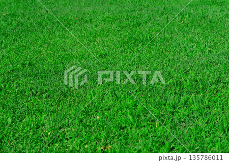 Green lawn, grass in the park area, texture, background Green lawn, grass in the park area, texture, background 135786011