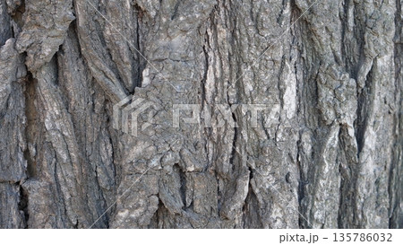 Texture, background, tree bark photographed at right angles close-up Texture, background, tree bark photographed at right angles close-up 135786032