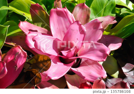 Aechmea fasciata Primera, BROMELIACEAE or Bromeliad, Aechmea fasciata or Urn Plant 135786108