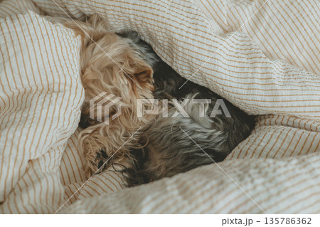 Cozy home lifestyle scene with a Yorkshire Terrier sleeping under a soft blanket. Warm, comfort, calm atmosphere. Hygge, slow living, pet lifestyle. 135786362