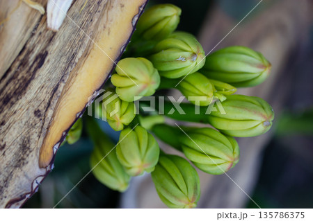 A macro shot of clustered green buds from an Agave species, century plant. Botany, gardening, and organic forms. Wild nature of the desert. A macro shot of clustered green buds from an Agave species, century plant. Botany, gardening, and organic forms. Wild nature of the desert. 135786375