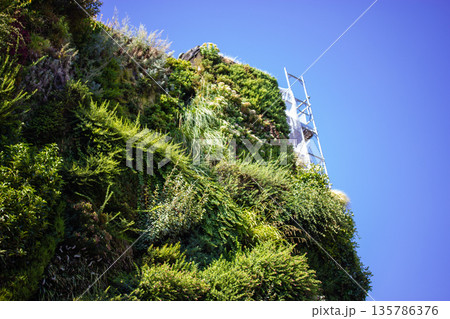 A lush vertical garden covers an urban building facade, showcasing sustainable architecture and a blend of ecology within a city environment. A lush vertical garden covers an urban building facade, showcasing sustainable architecture and a blend of ecology within a city environment. 135786376