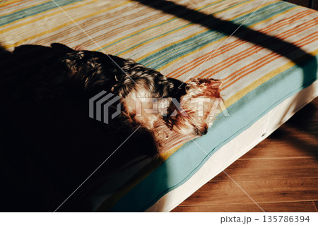 Yorkshire Terrier sleeping peacefully on a cozy bed in warm sunlight. Home comfort, calm lifestyle, pet relaxation, emotional wellness, slow living concept. A small dog resting, napping indoors. 135786394