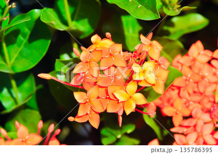 Ixora chinensis Lamk, Ixora spp or Zephyranthes or West Indian Jasmine and orange flower Ixora chinensis Lamk, Ixora spp or Zephyranthes or West Indian Jasmine and orange flower 135786395