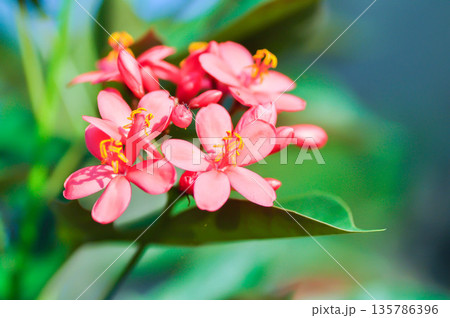 Cotton leaved jatropha, EUPHORBIACEAE or Jatropha integerrima or Jatropha integerrima Jacq or Peregrina or Spicy jatropha or pink flower or fuchsia flower Cotton leaved jatropha, EUPHORBIACEAE or Jatropha integerrima or Jatropha integerrima Jacq or Peregrina or Spicy jatropha or pink flower or fuchsia flower 135786396