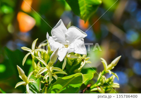 Cerbera Odollam Gaertn or Apocynaceae or pong pong and flowers 135786400