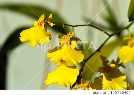 Dancing lady orchid, O flexuosum x O sphacelatum or Oncidium or Oncidium sp Goldiana or oncidium varicosum, Oncidium Variety Goldiana or orchidaceae Dancing lady orchid, O flexuosum x O sphacelatum or Oncidium or Oncidium sp Goldiana or oncidium varicosum, Oncidium Variety Goldiana or orchidaceae 135786404