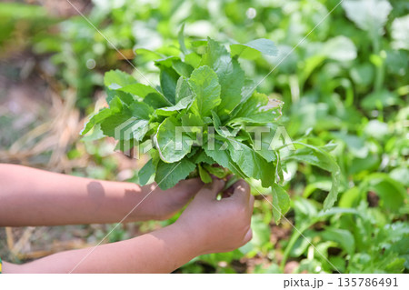hand hold vegetable in plants farm for eating 135786491