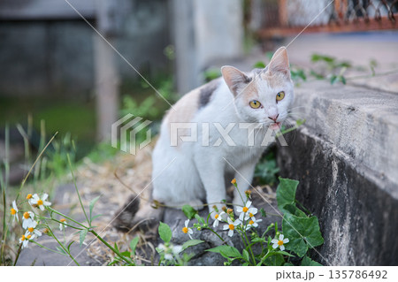 cat living and play around home area cat living and play around home area 135786492