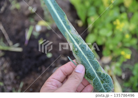 hand checking kale leaf in vegetable farm hand checking kale leaf in vegetable farm 135786496