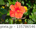Chinese rose or Hibiscus or Hibiscus rosa sinensis or Hibisceae or Malvaceae , red hibiscus flower 135786546