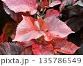 Acalypha wilkesiana , Copperleaf or Beefsteak plant or Fire dragon plant or brown plant 135786549