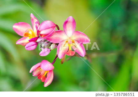 Spathoglottis plicata Blume,Orchidaceae  or Spathoglottis plicata or bicolor flower 135786551
