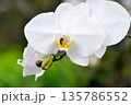 Moon Orchid, moth orchid or Phalaenopsis or Phalaenopsis amabilis or white flower or white orchid 135786552