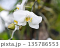 Moon Orchid, moth orchid or Phalaenopsis or Phalaenopsis amabilis or white flower or white orchid 135786553
