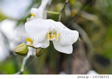 Moon Orchid, moth orchid or Phalaenopsis or Phalaenopsis amabilis or white flower or white orchid 135786553