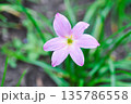 Zephyranthes carinata Herb, Amaryllidaceae or Pink Rain Lily or Fairy Lily 135786558