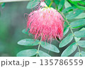 Calliandra surinamensis Benth,  Leguminosae Mimosoideae or  Powderpuff tree or Calliandra 135786559