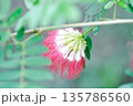 Calliandra surinamensis Benth,  Leguminosae Mimosoideae or  Powderpuff tree or Calliandra 135786560